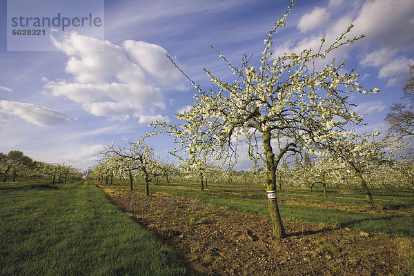 In den Apfelplantagen im Vale of Evesham  Worcestershire  England  Vereinigtes Königreich  Europa blühen