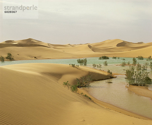 Flut Wasser in der algerischen Sahara  am Rand des Grand Erg Occidental  südlich von El Golea  Algerien  Nordafrika  Afrika