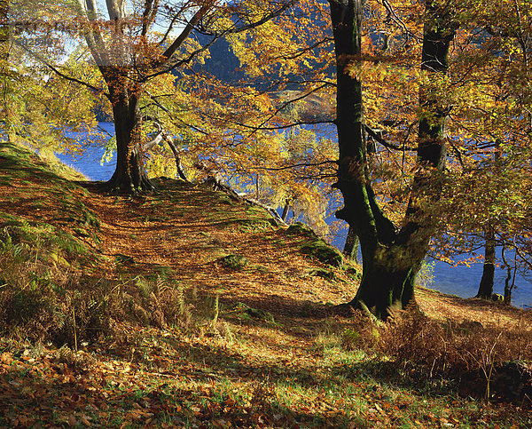 Herbstbäume bei Ullswater  Lake District-Nationalpark  Cumbria  England  Vereinigtes Königreich  Europa