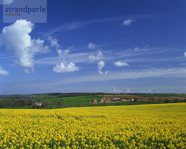 Vergewaltigung Saatgut Feld  Lincolnshire  England  Vereinigtes Königreich  Europa