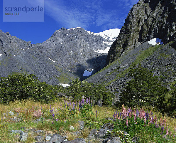 Alpenblumen und Lupinen in der Nähe von Milford Sound in den Bergen von Otago auf der Südinsel Neuseelands  Pazifik