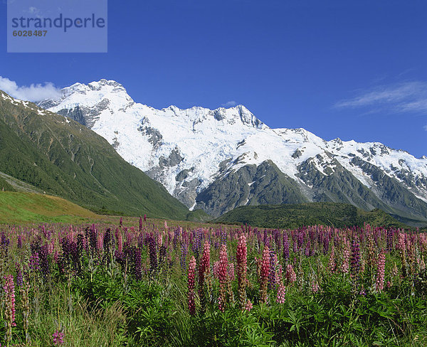 Alpenblumen vor dem Mount Cook  Canterbury  Südinsel  Neuseeland  Pazifik