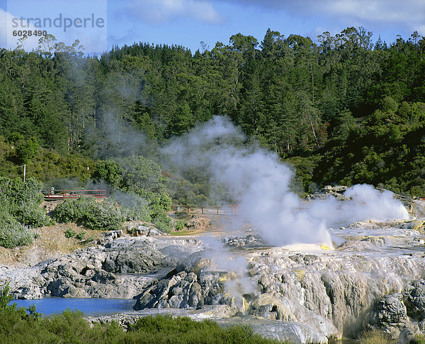 Dampf steigt in die Whakarewarewa Thermal Reserve in Rotorua  South Auckland  Nordinsel  Neuseeland  Pazifik