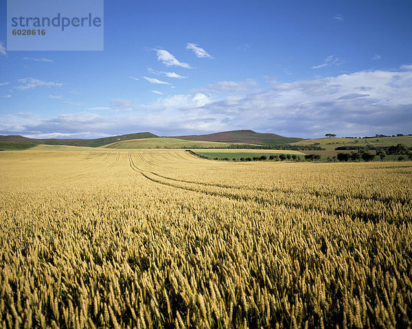 Agrarlandschaft  nördlich von Rothbury  Northumberland  England  Vereinigtes Königreich  Europa