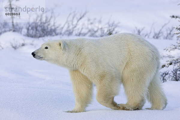 Eisbär (Ursus Maritimus)  Churchill  Hudson Bay  Manitoba  Kanada