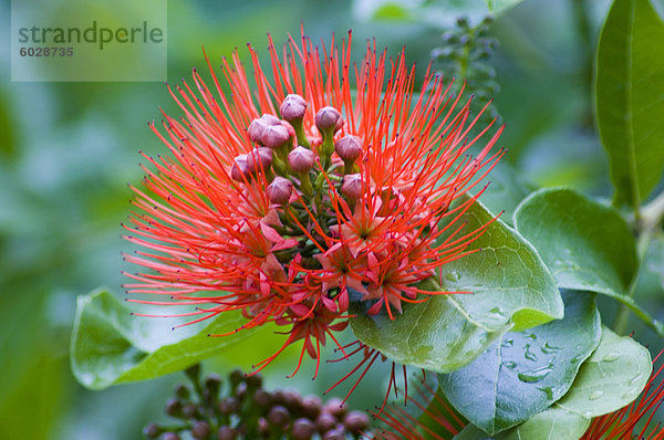 Ein Pohutukawa (Metrosideros Excelsa)  eine exotische helle orangefarbene Blume der Myrtengewächse (Myrtaceae) Familie  Sansibar  Tansania  Ostafrika  Afrika