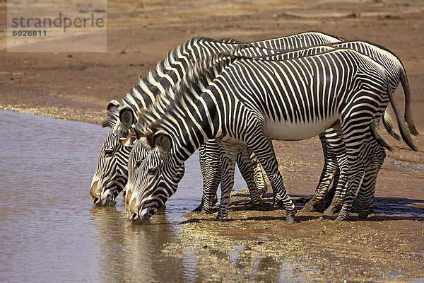 Grevyzebra (Equus Grevyi) trinken  Samburu National Reserve  Kenia  Ostafrika  Afrika