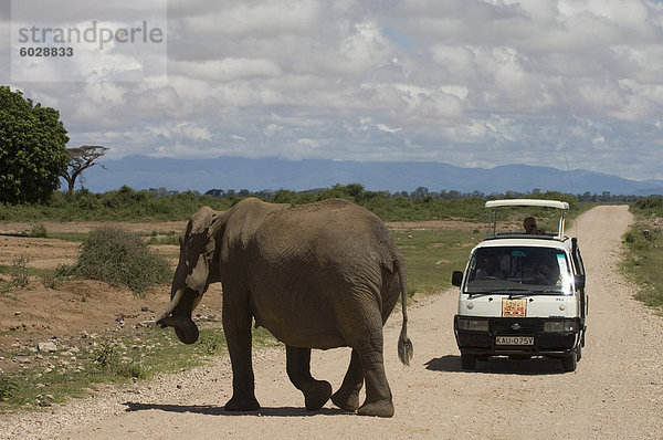 Elefant und Tourist Bus  Amboseli Nationalpark  Kenia  Ostafrika  Afrika