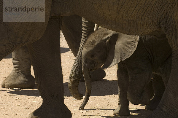 Elefant Kalb  Amboseli Nationalpark  Kenia  Ostafrika  Afrika