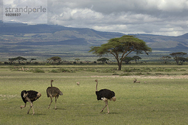 Strauß  Amboseli Nationalpark  Kenia  Ostafrika  Afrika