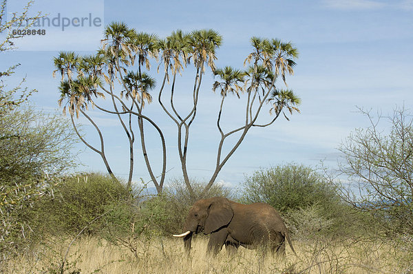 Elefant  Meru Nationalpark  Kenia  Ostafrika  Afrika