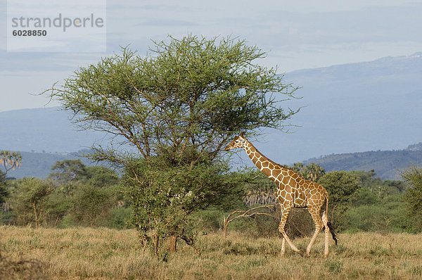 Retikulierter Giraffe  Meru Nationalpark  Kenia  Ostafrika  Afrika