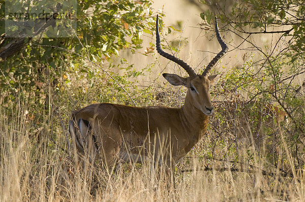 Impala  Meru Nationalpark  Kenia  Ostafrika  Afrika