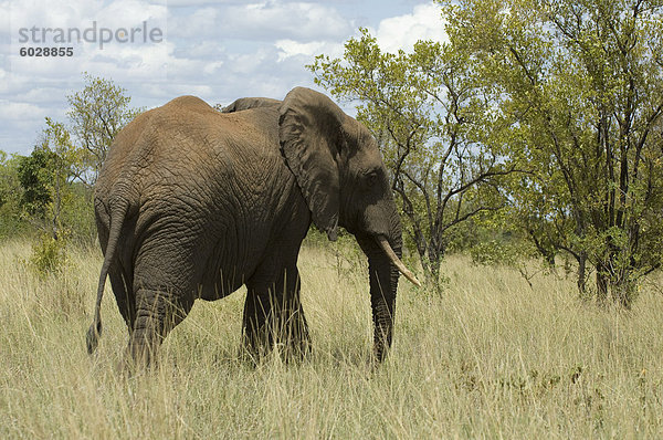 Elefant  Meru Nationalpark  Kenia  Ostafrika  Afrika