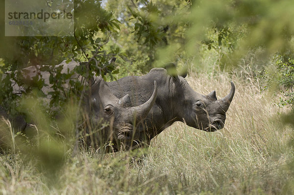 Weißes Nashorn  Meru Nationalpark  Kenia  Ostafrika  Afrika