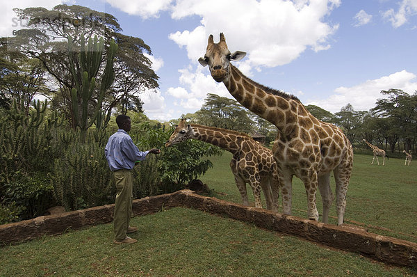 Rothschild-Giraffe  Giraffe Manor  Nairobi  Kenia  Ostafrika  Afrika