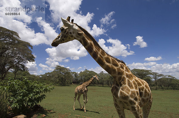 Rothschild-Giraffe  Giraffe Manor  Nairobi  Kenia  Ostafrika  Afrika