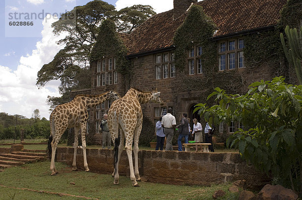 Rothschild-Giraffe  Giraffe Manor  Nairobi  Kenia  Ostafrika  Afrika