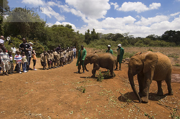 David Sheldrick Wildlife Trust  Elefanten Waisenhaus  Nairobi  Kenia  Ostafrika  Afrika