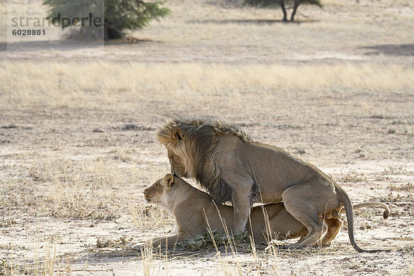 Löwe (Panthera Leo) Paaren  Kgalagadi Transfrontier Park  umfasst das ehemalige Kalahari Gemsbok National Park  Südafrika  Afrika