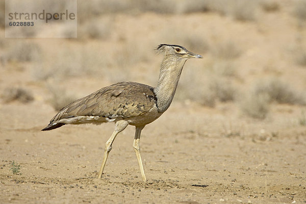 Kori Trappen (Ardeotis Kori)  Kgalagadi Transfrontier Park  umfasst das ehemalige Kalahari Gemsbok National Park  Südafrika  Afrika