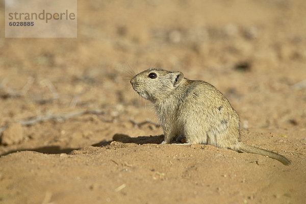 Brant ist Pfeifen Ratte (Parotomys Brantsii)  Kgalagadi Transfrontier Park  umfasst das ehemalige Kalahari Gemsbok National Park  Südafrika  Afrika