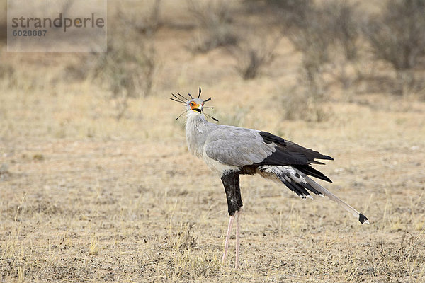 Sekretär (Sagittarius Serpentarius)  Kgalagadi Transfrontier Park  umfasst das ehemalige Kalahari Gemsbok National Park  Südafrika  Afrika