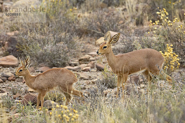 Steinböckchen (Raphicerus Campestris) Mutter und junge  Karoo-Nationalpark  Südafrika  Afrika