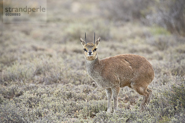 Männliche Klippspringer (Oreotragus Oreotragus)  Karoo-Nationalpark  Südafrika  Afrika