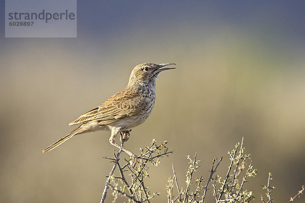 Karoo lange-Cristobal Lerche (Certhilauda Subcoronata)  Karoo-Nationalpark  Südafrika  Afrika