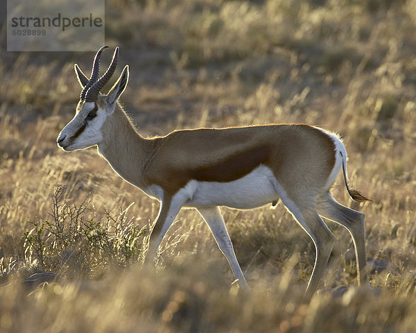 Männliche Springbock (Antidorcas Marsupialis)  Mountain-Zebra-Nationalpark  Südafrika  Afrika