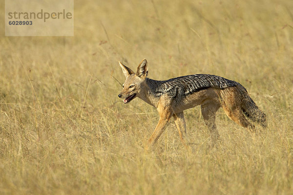 Schwarz aufgepeppten Schakal oder Silber aufgepeppten Schakal (Canis Mesomelas)  Masai Mara National Reserve  Kenia  Ostafrika  Afrika