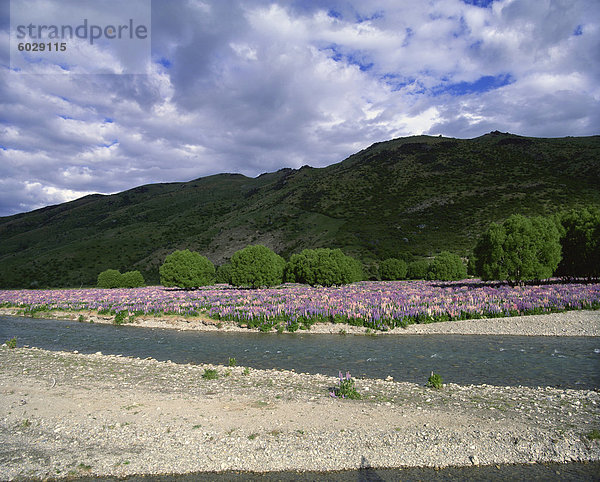 Wilde Lupinen wachsen im Flusstal  Lindis Tal  Lindis Pass Highway Nr. 8  Central Otago  Südinsel  Neuseeland  Pazifik