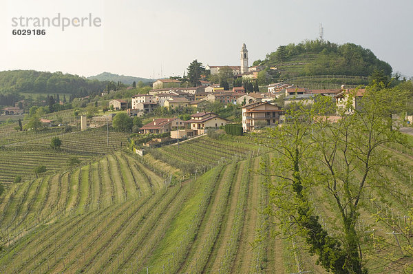 Abend  Wein Reben oberhalb Soave-Gebiet  Veneto  Italien  Europa
