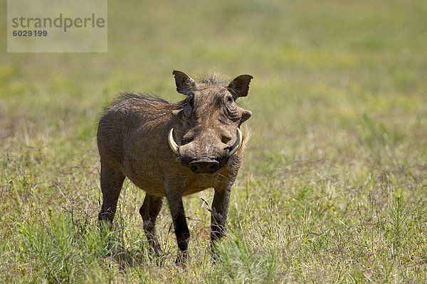 Warzenschwein (Phacochoerus Aethiopicus)  Addo Elephant National Park  Südafrika  Afrika