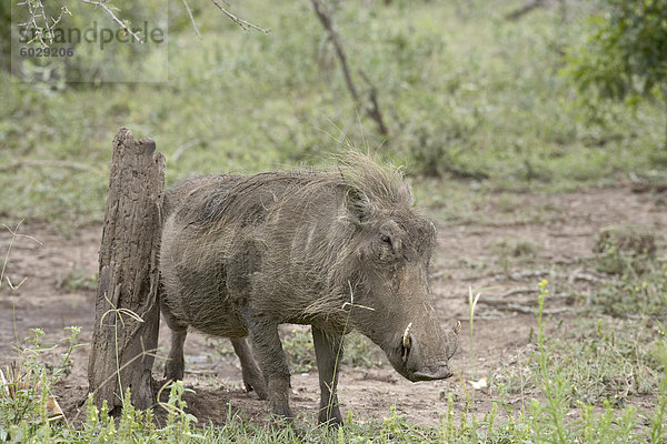 Warzenschwein (Phacochoerus Aethiopicus) mit einem kratzen buchen  Umfolozi Game Reserve  Südafrika  Afrika