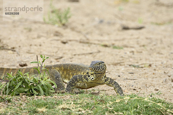 Wasser-Monitor (Varanus Niloticus)  Krüger Nationalpark  Südafrika  Afrika