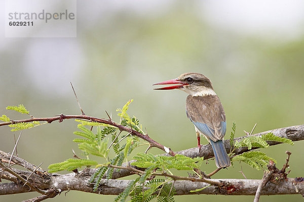 Braunkopfliest (Halcyon Albiventris)  Krüger Nationalpark  Südafrika  Afrika