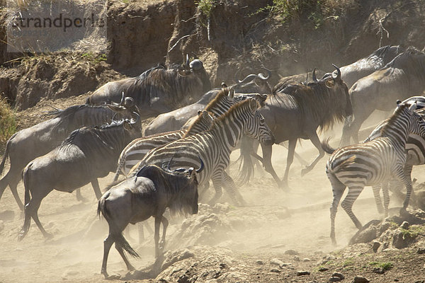 Blaue gnus (brindel Gnu) (Connochaetes Taurinus) und Grant Zebra (Steppenzebra) (gemeinsame Zebra) (Equus Burchelli Boehmi) läuft die Bank nach der Überquerung des Mara River  Masai Mara National Reserve  Kenia  Ostafrika  Afrikas