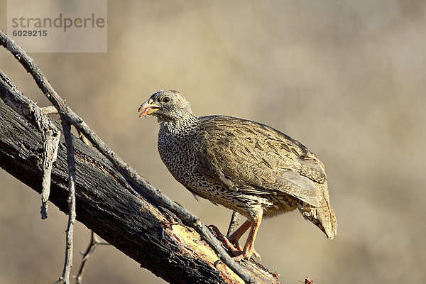 Postnatales Frankoline (Pternistes Natalensis)  Pilanesberg National Park  Südafrika  Afrika