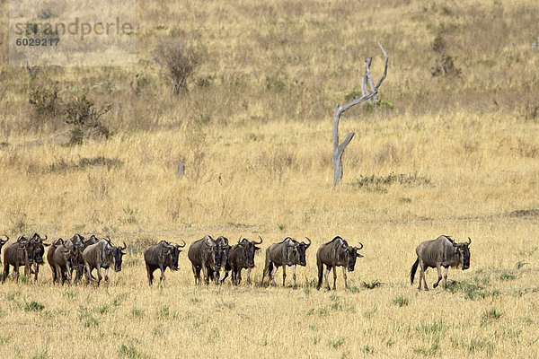 Linie von Streifengnus (brindel Gnu) (Connochaetes Taurinus)  Masai Mara National Reserve  Kenia  Ostafrika  Afrika