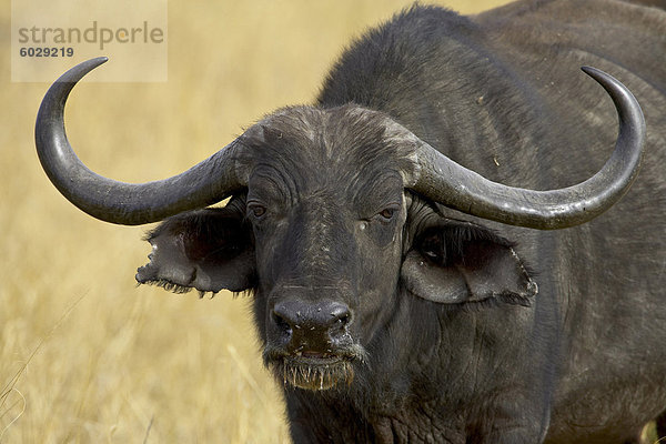 Büffel (Afrikanischer Büffel) (Syncerus Caffer)  Masai Mara National Reserve  Kenia  Ostafrika  Afrika