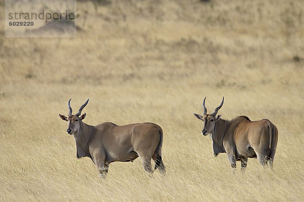 Elenantilope (Taurotragus oryx ®)  Masai Mara National Reserve  Kenia  Ostafrika  Afrika