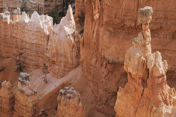 Thors Hammer  dem Bryce Canyon National Park  Utah  Vereinigte Staaten von Amerika  Nordamerika