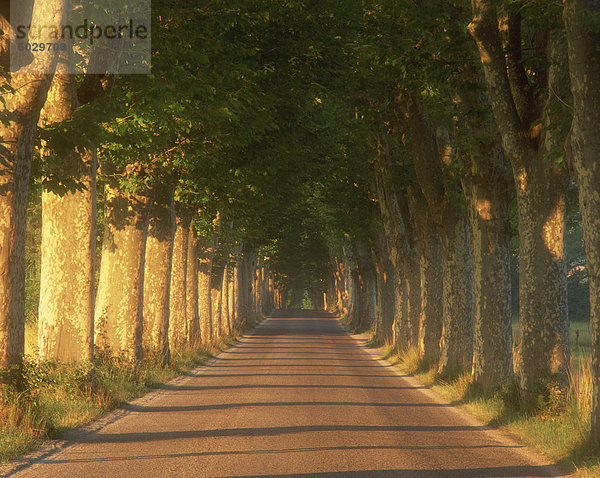 Bäumen gesäumten Straße  Provence  Frankreich  Europa