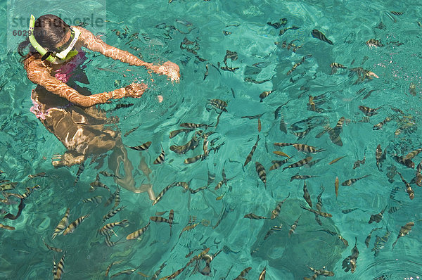 Pandanon Island  Nalusuan Marine Sanctuary  Cebu Island  die Philippinen  Südostasien  Asien