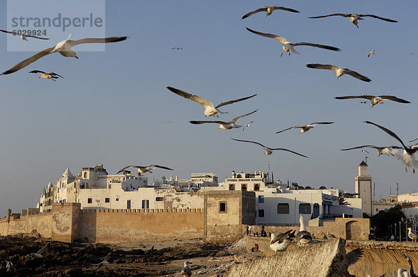 Altstadt am Wasser hinter Wällen  Essaouira  historische Stadt Mogador  Marokko  Nordafrika  Afrika