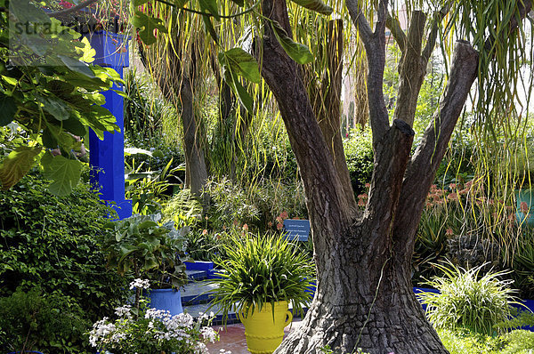 Majorelle Garten  erstellt von der französischen Tischlers Louis Majorelle und wiederhergestellt  indem die Modeschöpfer Yves Saint Laurent  Marrakesch  Marokko  Nordafrika  Afrika