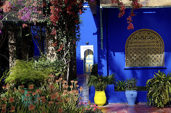 Majorelle Garten  erstellt von der französischen Tischlers Louis Majorelle und wiederhergestellt  indem die Modeschöpfer Yves Saint Laurent  Marrakesch  Marokko  Nordafrika  Afrika