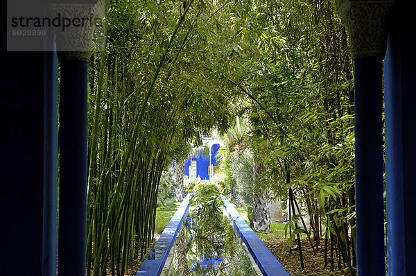 Bambus im Garten Majorelle  erstellt von der französischen Tischlers Louis Majorelle und wiederhergestellt  indem die Modeschöpfer Yves Saint Laurent  Marrakesch  Marokko  Nordafrika  Afrika